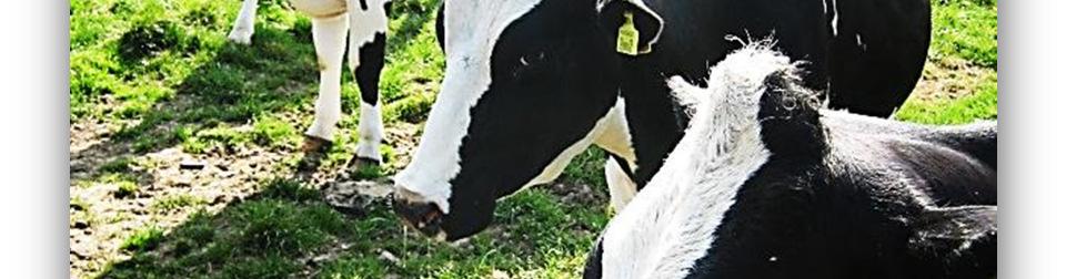 Milk and beef production is a developing activity as small dairy farms disappear and larger more competitive farms are emerging, despite the fact that farming in the inland areas is limited by the
