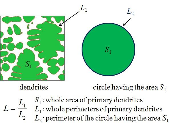 "dimensionless perimeter" was calculated as follows; first, the perimeter of a simulated dendrite L 1 is measured.