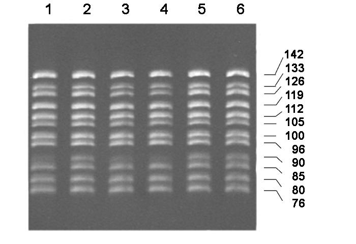 GenScript Vector-based sirna Protocol 5 Figure 1 shows that the target PCR product of 396 bp fragment of mouse Ephrin A5 gene is seen from all 9 genomic DNA samples.
