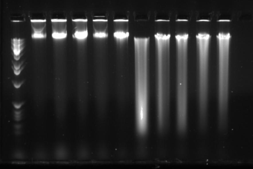 Genotyping: DNA extraction» High quality DNA:» >20kb DNA bands» Low fragmentation» Major