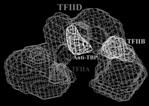 TFIID: 3D structure Electron microscopy: reveals TFIID to be a horseshoeshaped structure Grove could accommodate dsdna Two conformations: open and closed Suggests TFIID acts as molecular clamp to