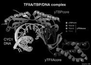 TLFs A host of TBP-like factors have been described: TLF TLP TRF2 TBP2 Metazoan, not yeast Function at TATA-less promoters Exert differential effects on developmental gene