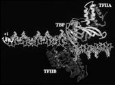 accurate initiation TFIIA 32 TFIIB Binds the BRE element, TBP & Pol II Helps define the transcription start site.