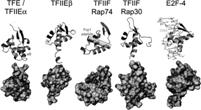 helix domains Counterpart to TFIIEα subunit (TFE) in Archaea 36 The
