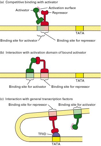 Inhibition by steric mechanisms In the three mechanisms shown, the repressor either inhibits activation or directly interferes with formation of the initiation complex.