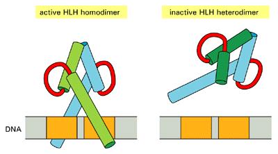 Inhibitory regulation by truncated HLH proteins. The HLH motif is responsible for both dimerization and DNA binding. On the left, an HLH homodimer recognizes a symmetric DNA sequence.