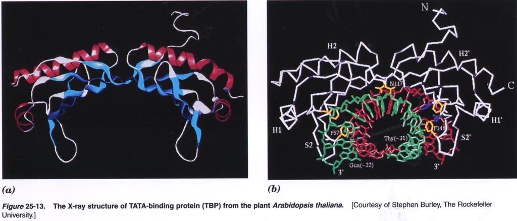 TBP (TATA-binding protein) Conserved