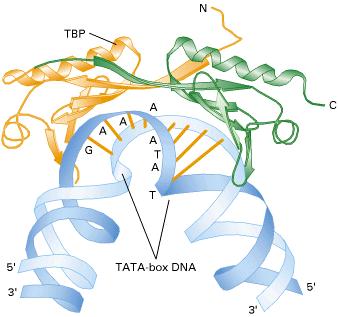 multiple transcription proteins Binds