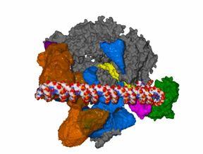 TFII = general Transcription Factor for Pol II Mechanism of initiation of RNA polymerase II transcription H H Pol F Pol BN Factor Role BBC C TBP TBP TFIIB TFIIE TFIIF TFIIH Configure DNA to the pol