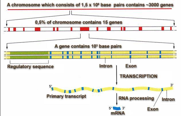 - The dimensions of human genome 3,164 x 10 9 bp - 2% of human genome encode for proteins -