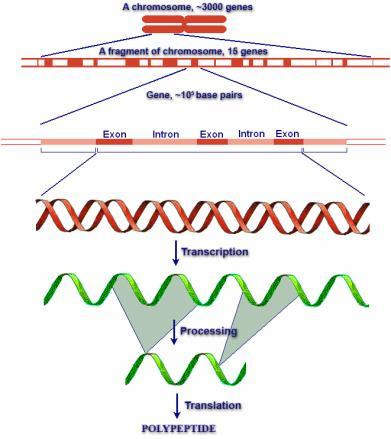 genes - Known function 50% human studied genes - Average length of gene 3000 bp - gene for