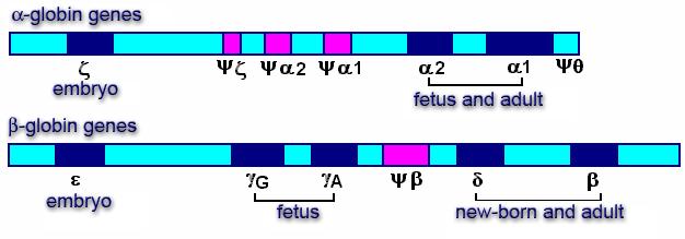 Gene families Repetitive gene s family: a family of identical genes Non-repetitive gene