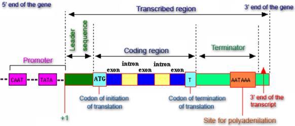 Peculiarities of the 2 nd class genes structure Initiation of transcription of the 2 nd