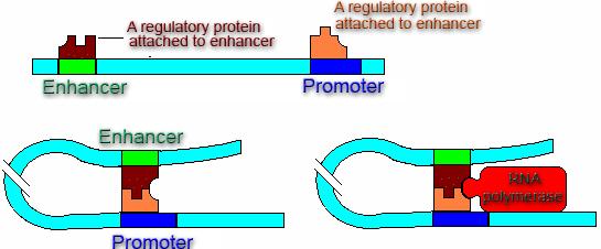 Structure of promoter in structural genes in eukaryotes (2 nd class genes) Structure of promoter in structural genes in prokaryotes Interaction promoter-enhancer Exons Sequences of structural