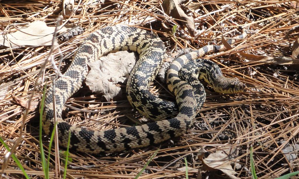 Forestland Stewards 2018 Grant Slate Louisiana pine snake Credit: USFWS threatened species and protect water quality and quantity.