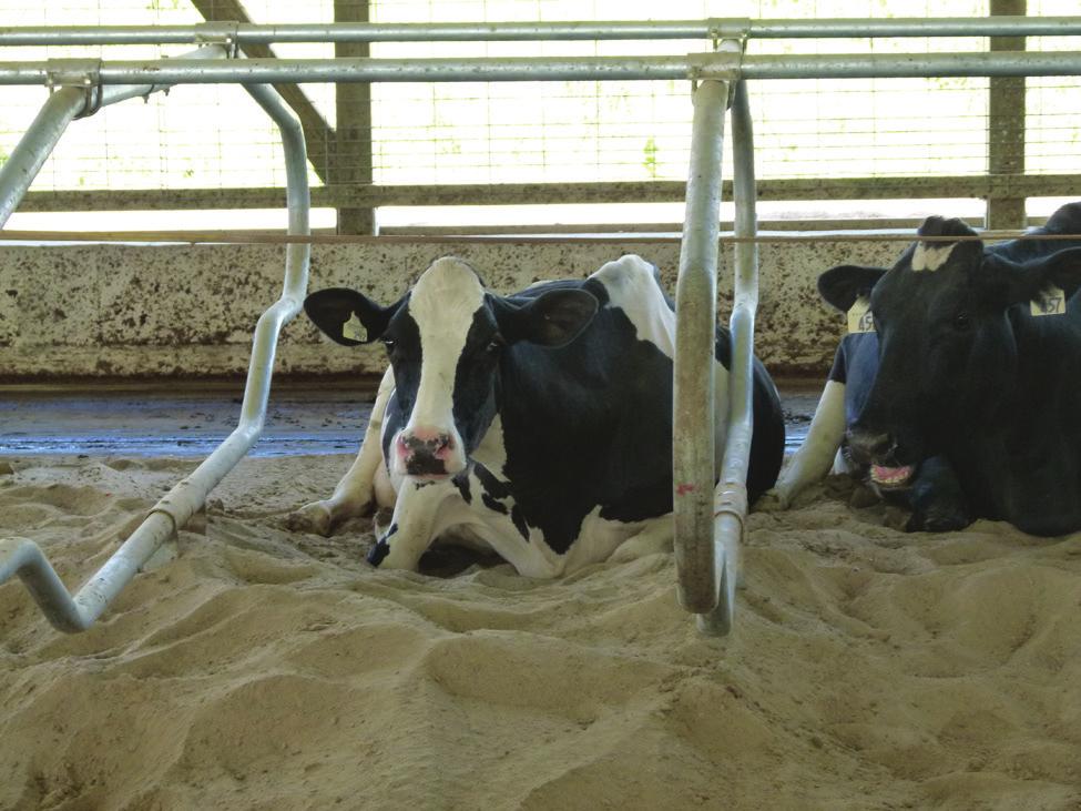 Dairy Housing Free-Stall Base Material and Bedding Options H. House, P.Eng. Factsheet 16-019 agdex 420/721 July 2016 Concrete-Based Free Stalls Design Cow size determines stall size.