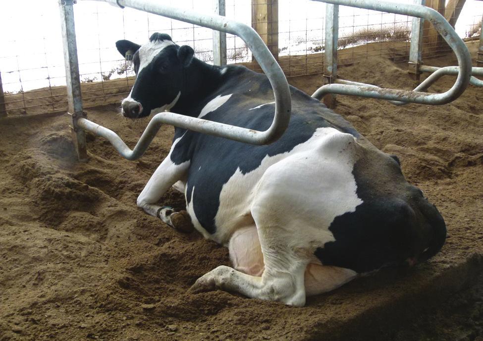 However, sand, when it is moved out of the stall and becomes mixed with manure, can become a manurehandling nightmare.