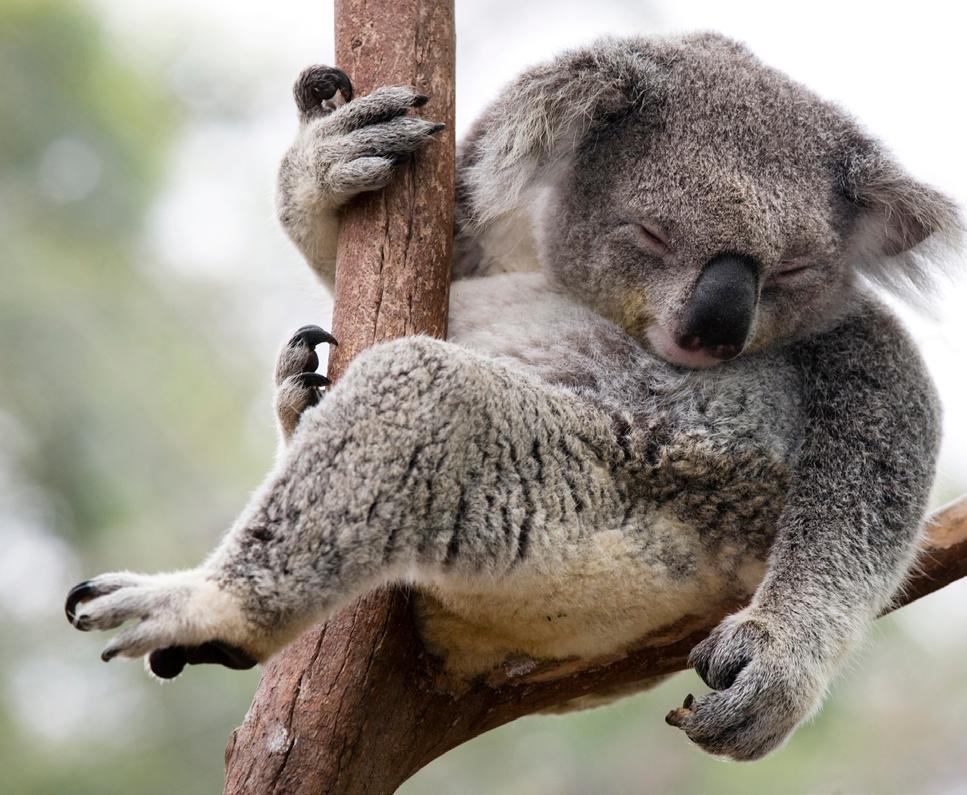 1. Legislate a clear commitment to Koala improving outcomes for nature Every country has its icons. For us, the koala holds a special place in our culture.