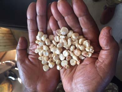 Background: Development problem and potential market-based solution Lack of appropriate on-farm storage (OFS) leads to high post-harvest losses Traditional push