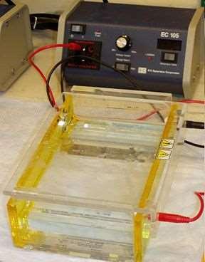 Gel Electrophoresis Gel electrophoresis is also commonly used to measure the relative sizes of other molecules, such as RNA and proteins Electrophoresis is also