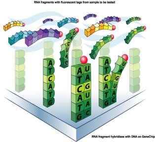 DNA Microarray Millions of