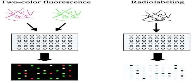 Labeling DNA arrays RNA samples are labeled using fluorescent nucleotides (left) or radioactive nucleotides (right), and hybridized to arrays.