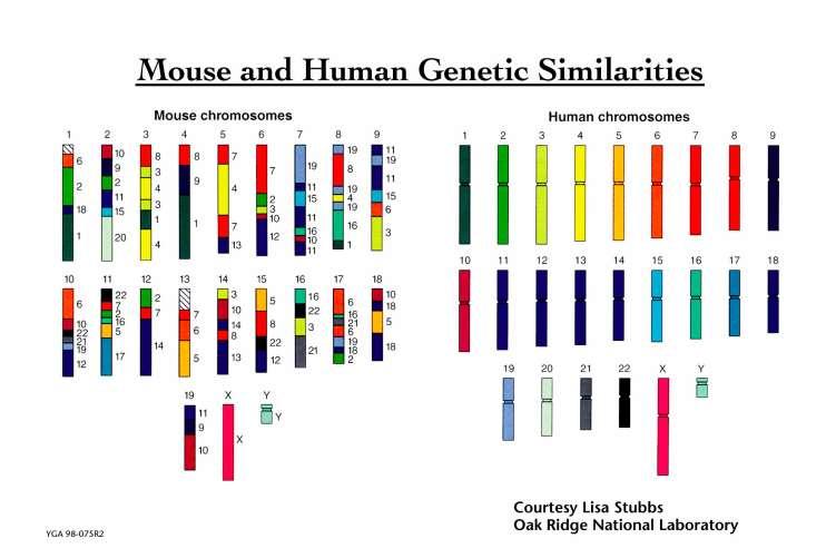Genome Structure Significant chromosomal rearranging occurred between