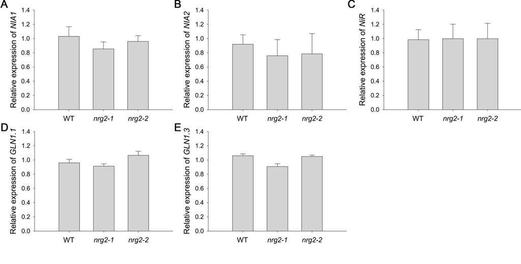 Supplemental Figure 7. The expression of nitrate reduction genes in nrg2 mutants is not altered compared with that in WT.