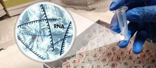 Prerequisites RNA sample: