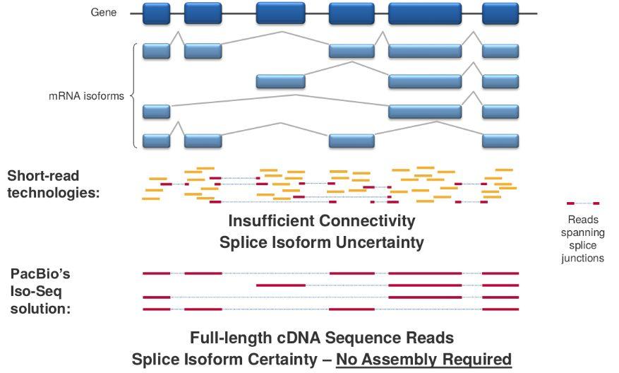 Long Reads, a Solution to the RNA-Seq Problem?