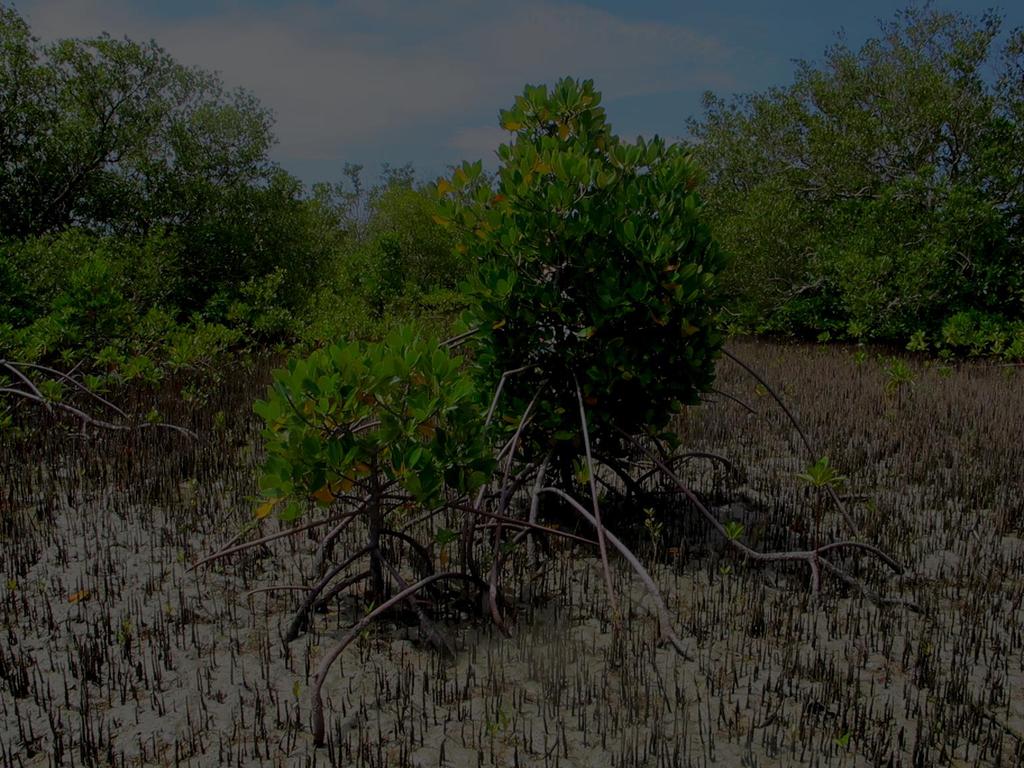 South African coastal habitats mangroves & salt marshes are confined to sheltered estuarine areas