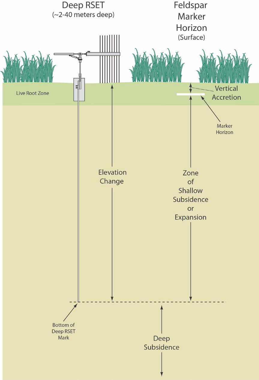 Live Root Zone Deep RSET (2-40 m) Elevation Change Marker Horizon (Surface) Zone of Shallow Subsidence or Expansion Vertical Accretion Marker Horizon changes in the RSET heights instrument of the