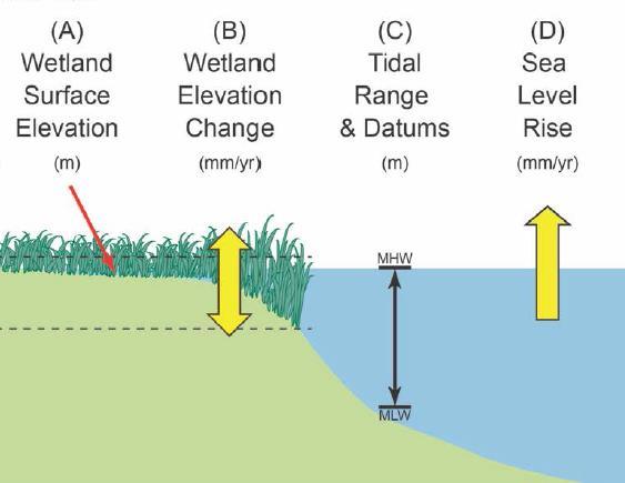 Coastal habitat responses SURFACE ELEVATION CHANGE change in elevation at a rate equal or > than SLR : organic