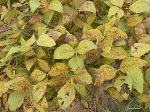 Evaluation of Soybean Germplasm Collections for