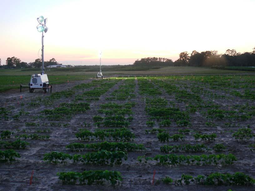 2007 evaluations in Quincy, FL Two replications x 446 plots planted 16-17 August Four tests, with earlier MGs planted closer to two light towers than