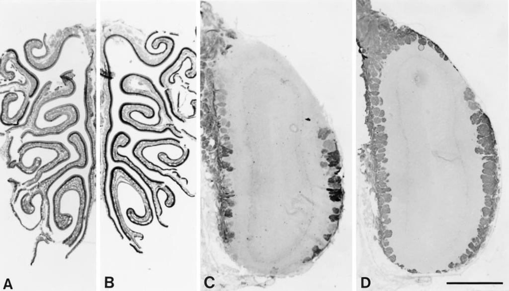 Pasterkamp et al. Semaphorin III in Olfactory Nerve Regeneration J. Neurosci., December 1, 1998, 18(23):9962 9976 9967 Figure 3.