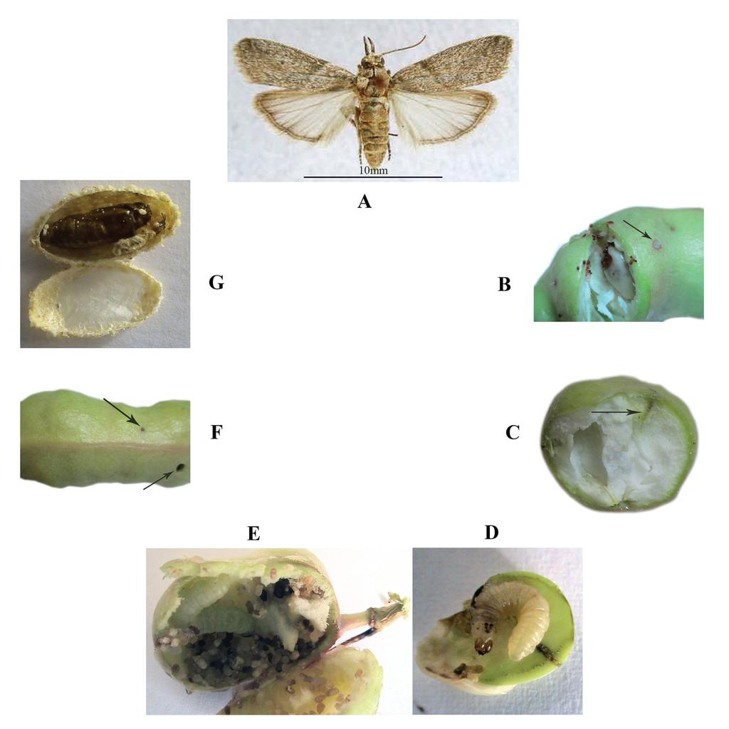 Bioecology of Nephopterygia austeritella on Prosopis farcta 81 Figure 2. Life cycle of Nephopterygia austeritella.