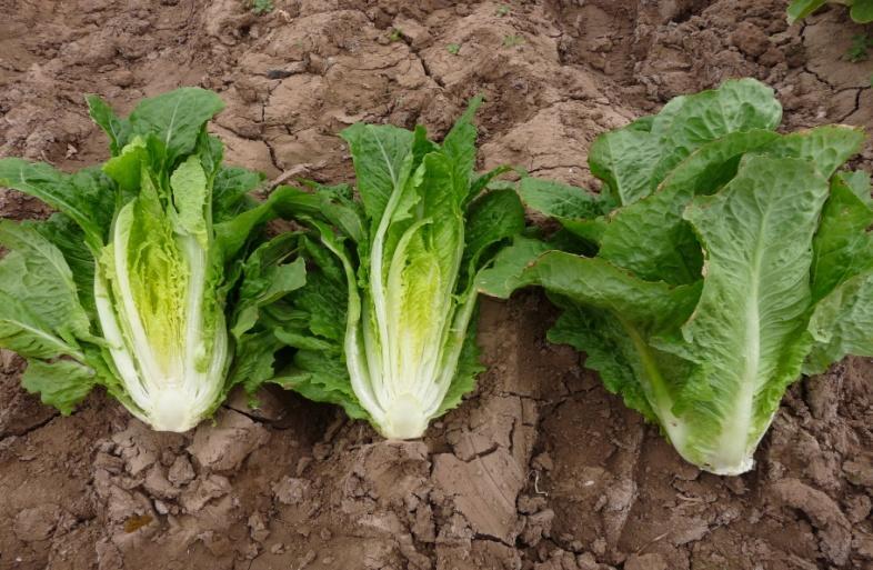 Del sol ) lettuce in