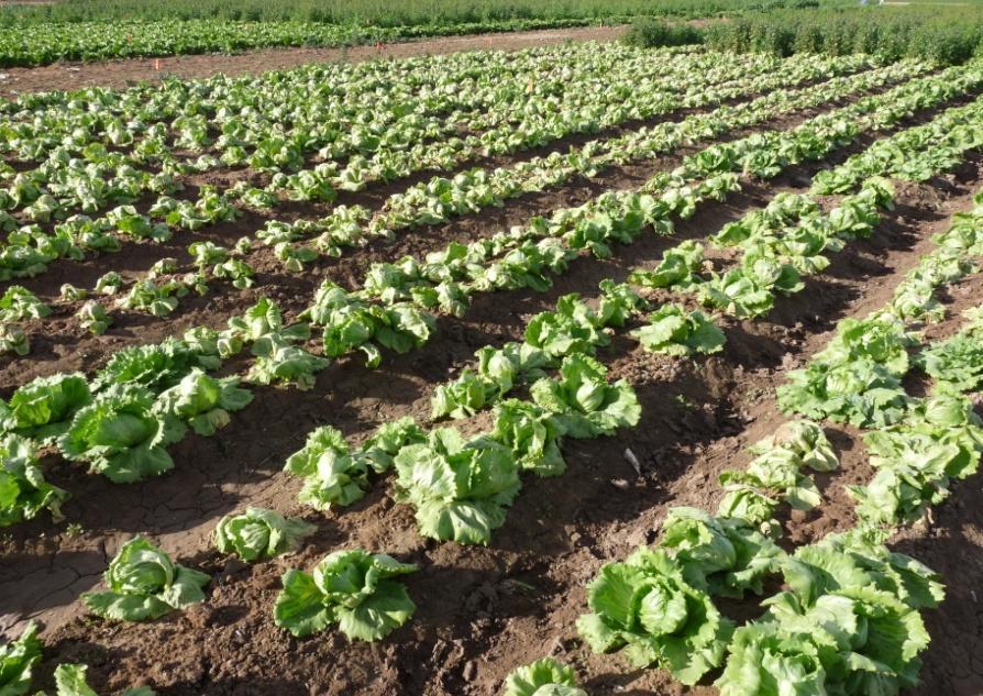(cv. 1221 ) lettuce in  
