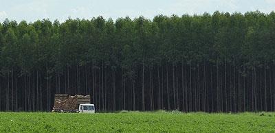 eucalyptus), lignocellulosic biomass G3 -