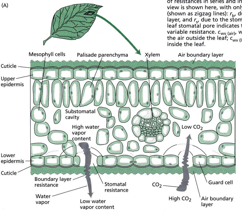 Plant Water Relations CO2 is necessary for photosynthesis Water is lost as CO2 is
