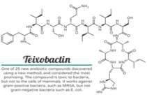 Recent discovery reported in Nature 2015: A new antibiotic called teixobactin isolated from a newly discovered bacterial species, Eleftheria terrae, kills pathogens without detectable resistance