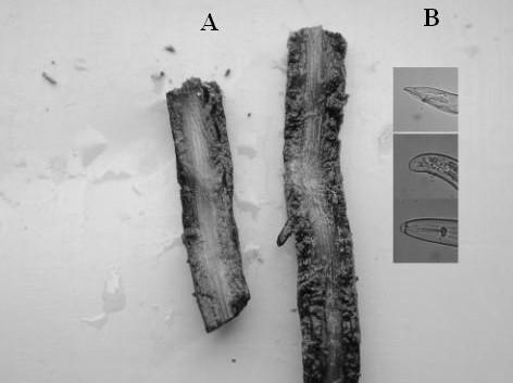 healthy (left) and infected (right) root; C Male tail, female tail and female head (top to bottom). Figure 3.