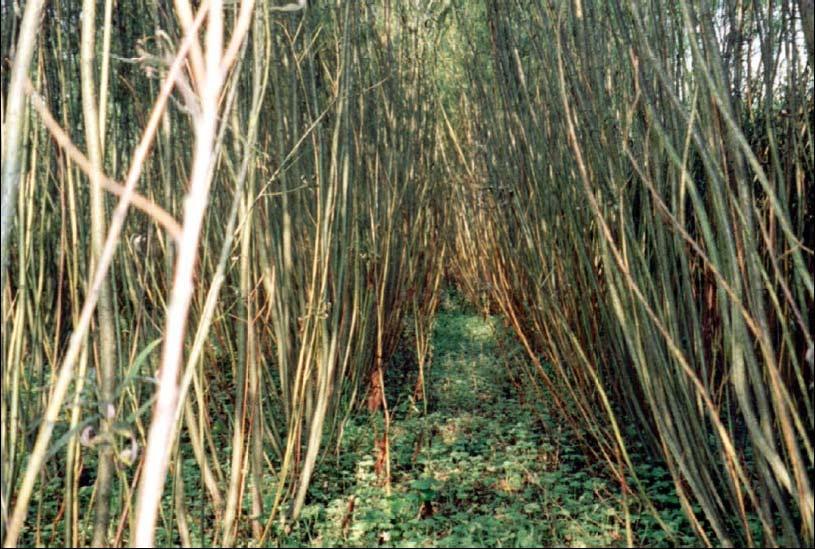 Willow crop