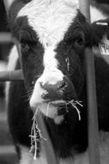 Opportunity for Livestock Operations Livestock operations have considerable energy generating potential Biomass is