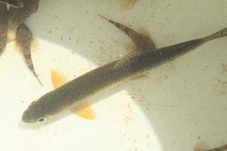 Fish Results Pristine significantly showed highest percent density of salmonids Cutthroats only seen in the