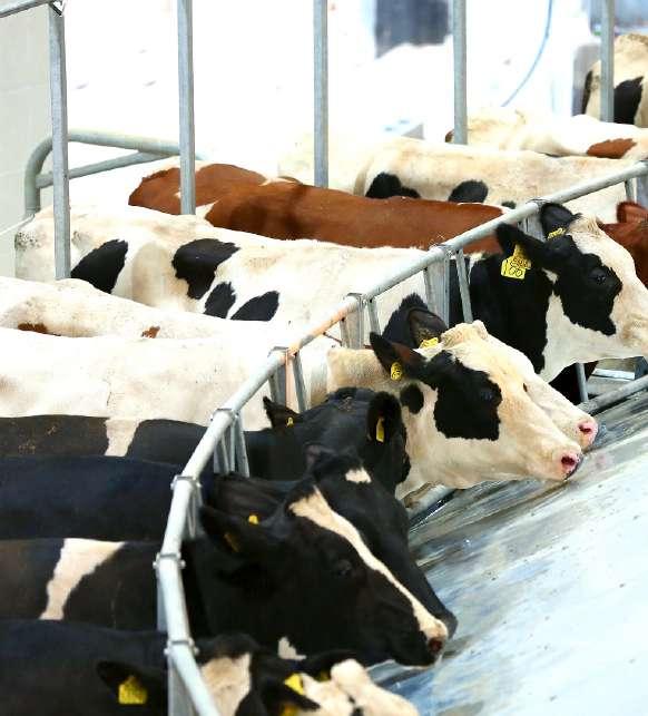 DEVELOPING EGYPT S DAIRY FARMS The healthiest and highest-quality dairy products while simultaneously boosting milk production, Juhayna launched a pioneering initiative aimed at small- and