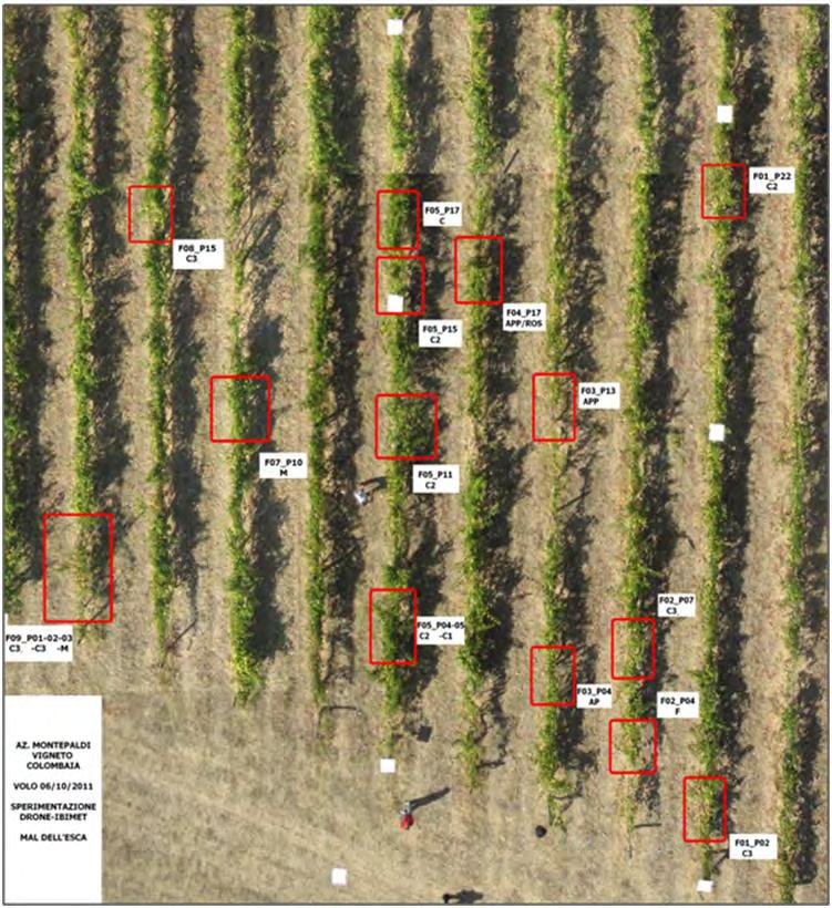 Material and Methods 4 Disease monitoring Esca is a destructive disease in grapevines (Vitis vinifera L.