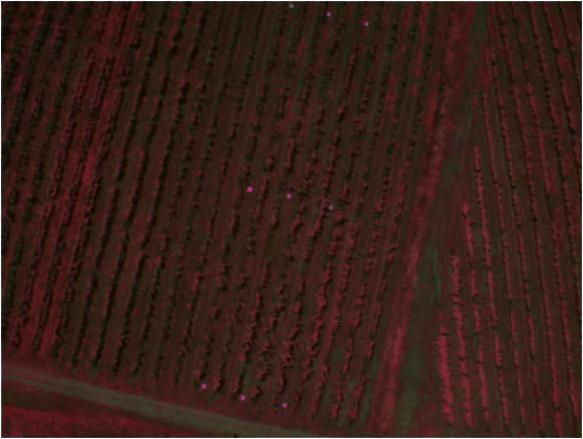 of the varietal factor, thus confirming and further exploring the results obtained in the first year The very high resolution provided by the UAV