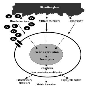 MOREOVER Bioglass enhances bone formation through a direct control over genes that regulate cell cycle induction and progression Gene-expression profiling of human osteoblasts following treatment